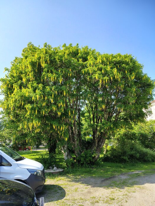 Grönt träd fullt av gula blommor i blomning, omgiven av gräs och bilar, mot en klarblå himmel.