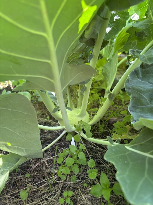 Närbild av en växande kålrabbi i en trädgård, omgiven av gröna blad och små växter på marken.