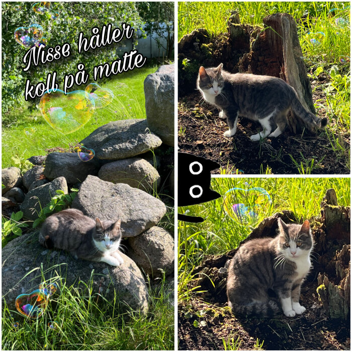 En grå och vit katt vid stenmur och trädstubbe i solig trädgård, med såpbubblor omkring.