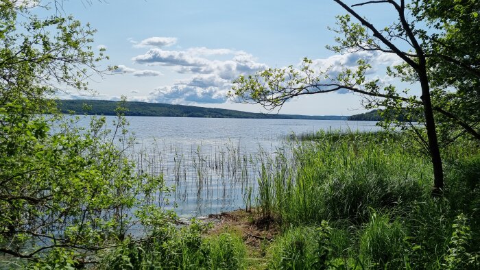 Sjölandskap med grönskande växtlighet vid strandkanten, vass i vattnet och trädgrenar ovanför, under en klarblå himmel med moln.
