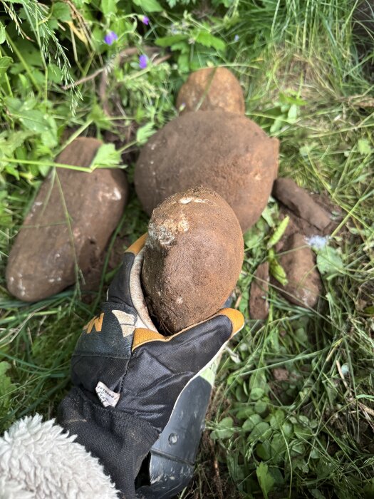 Handskbeklädd hand håller en stor rund sten ovan jord med fler stenar i bakgrunden, omgiven av gräs och växter.