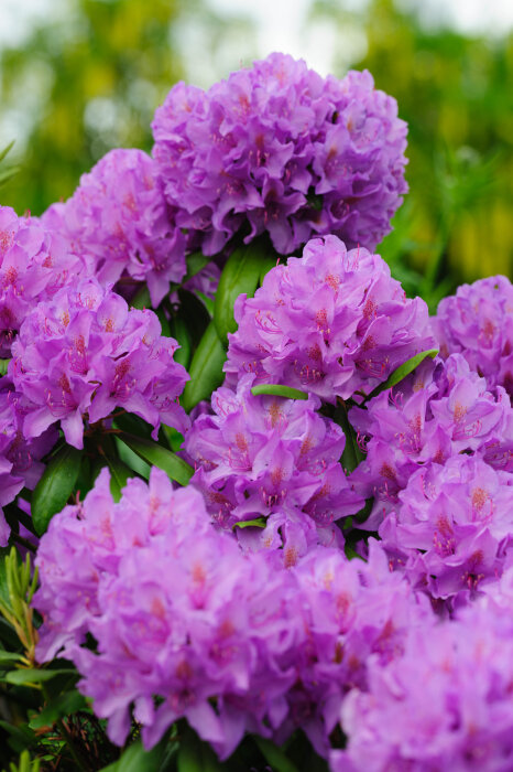Närbild av lila rhododendronblommor i full blom, omgivna av gröna blad i trädgårdsmiljö.