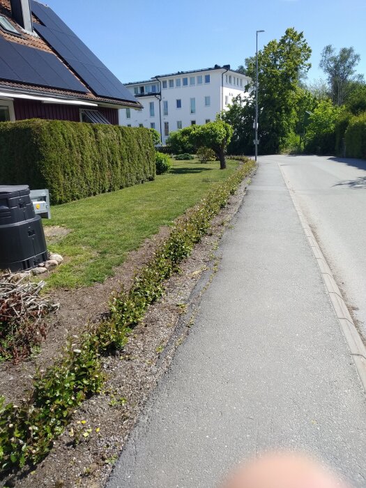 Kapad häck vid trottoar, ny tillväxt synlig mot bakgrund av hus och träd; soligt väder.