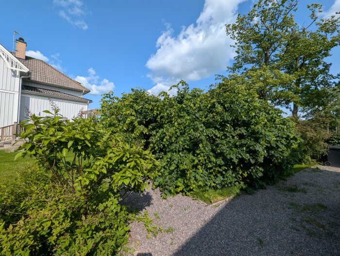 Stor grön buske vid sidan av ett vitt hus med tegeltak, grusgång och klarblå himmel i bakgrunden.