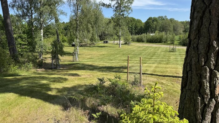 En välklippt gräsmatta i en skogsdunge med träd och buskar runtomkring, en solig dag.