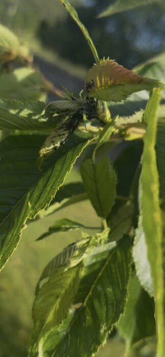 Insekter på ett nyplanterat trädblad. Gröna blad med små svarta insekter synliga.