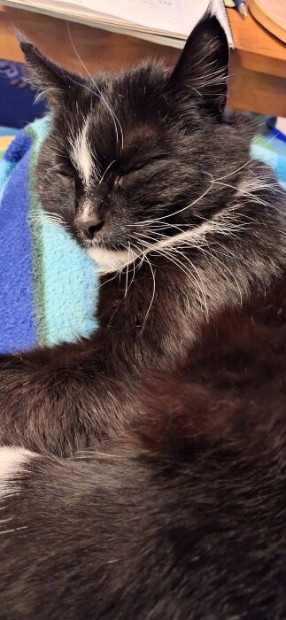 Svartvit katt som sover på en blå filt.