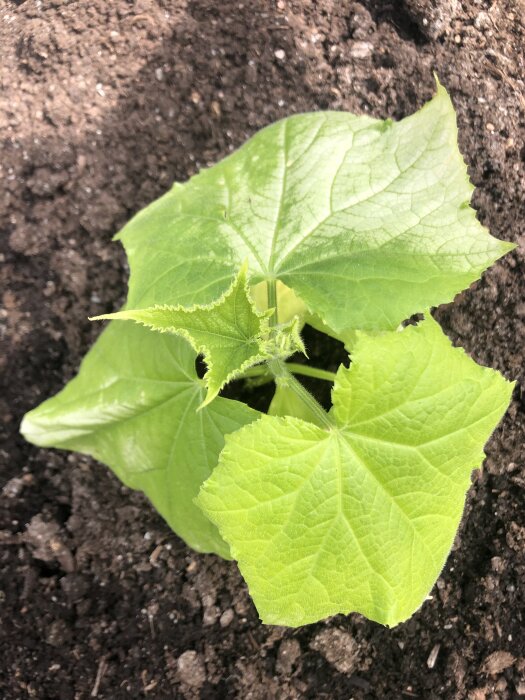 Grön gurkplanta i växthusjord med välutvecklade blad, viss missfärgning syns.