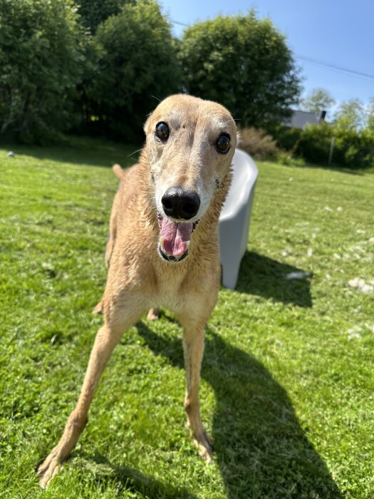 En blöt hund återhämtar sig och står på grön gräsmatta en solig dag efter en dusch.