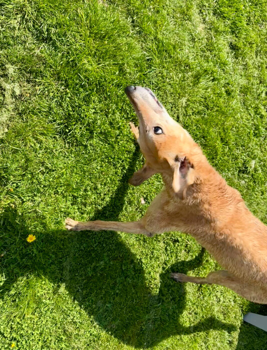 En blöt beige hund som torkar sig i solen på en gräsmatta.