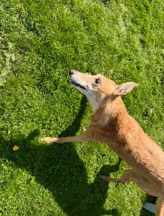 Fuktig hund i solsken står på en gräsmatta.