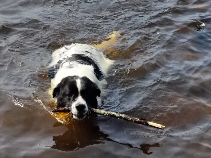 Hund simmar i vatten med en pinne i munnen.