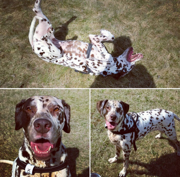 Fläckig hund leker och rullar runt i gräset, syns glatt på tre olika bilder utomhus.