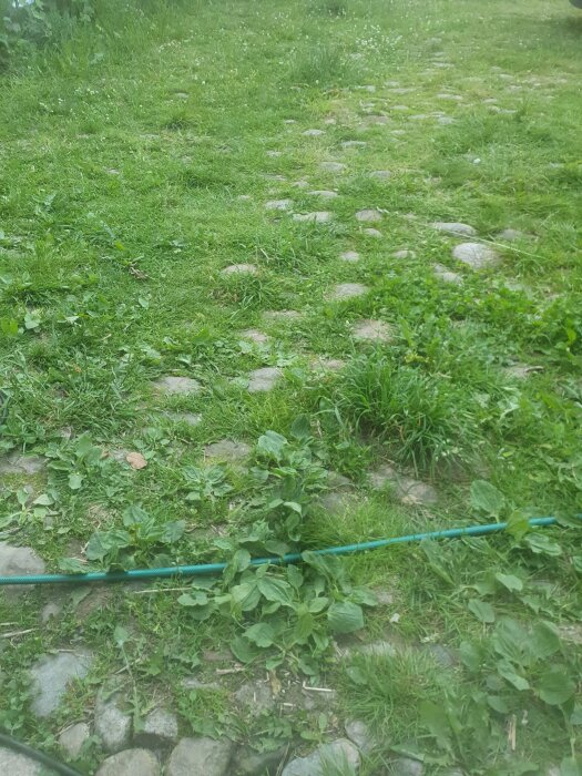 Överväxt kullerstensläggning täckt av gräs och ogräs, med en ansluten trädgårdsslang över marken.
