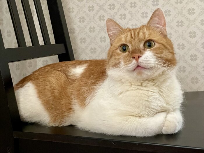 Orange och vit katt ligger på en stol mot en mönstrad tapet.