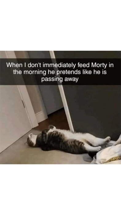 Katt ligger på rygg på golvet nära en dörr och ser dramatisk ut, text på bilden beskriver kattens beteende när han inte blir matad direkt på morgonen.