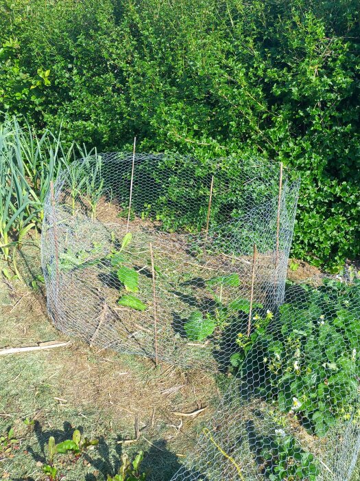 Grönsaksland med gurka, squash och basilika, omgärdat av nät för skydd mot sniglar.