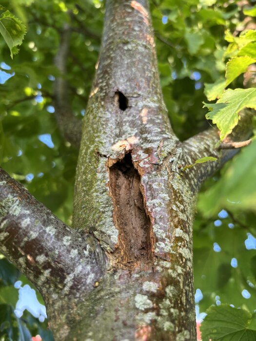 Trädstam med hål och lossnande bark, synligt trä under och omgivande gröna löv.