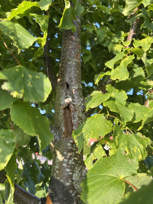 Trädstam med hål och urgröpning, omgiven av gröna blad. Barken är skadad och lös.