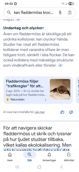 Bilden visar en fladdermus på en ljus yta. Texten handlar om fladdermöss och deras kollisioner samt ekolokalisering.