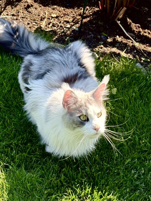 Vit och grå katt med långa morrhår tittar uppåt i solen, sittande på gräsmatta.