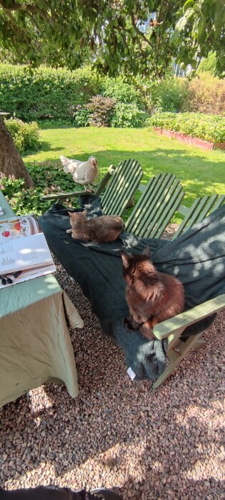 Katt och kyckling på grön bänk i trädgård, med bord och träd i bakgrunden.