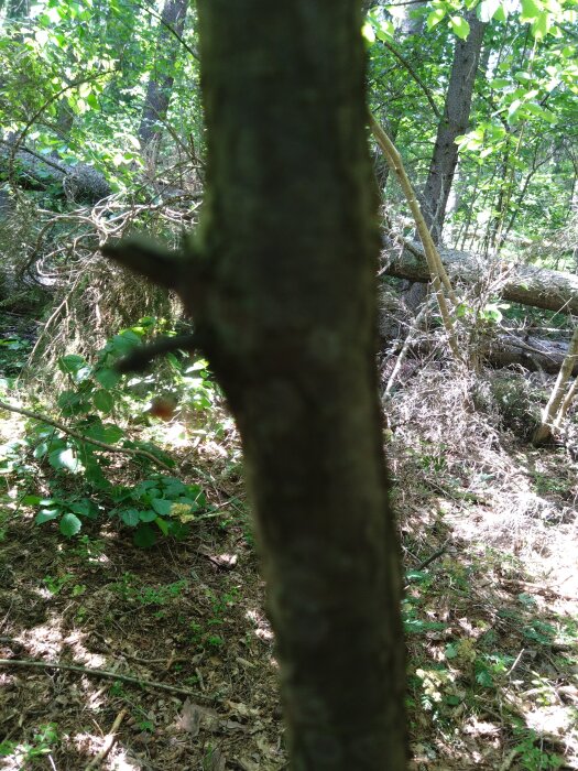 Närbild av ett trädstam i en skog, med grenar och blad i bakgrunden under solljus.