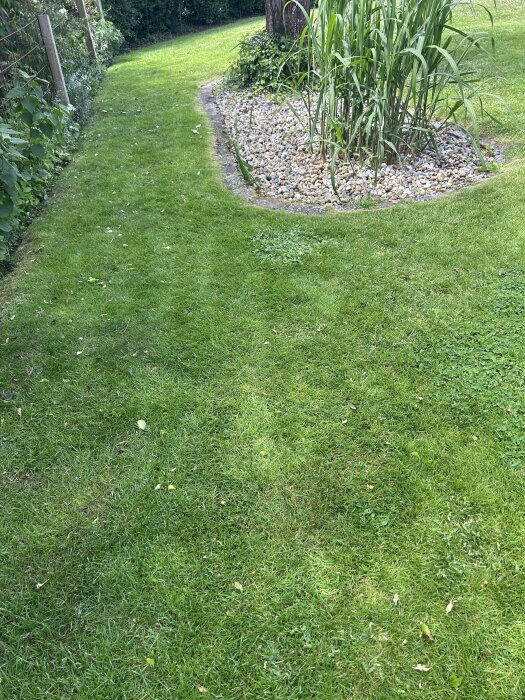 Grön gräsmatta med tät vegetation, några klöver och ett stengärde med höga växter i bakgrunden. Skillnader i gräsets utseende och täthet syns.