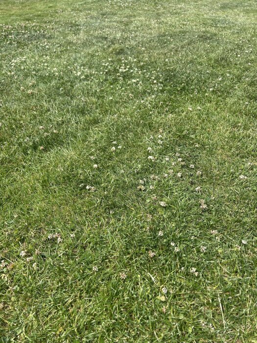 Gräsmatta med tjocka strån och klöver under soligt väder, delvis hård yta och ogräs synligt.