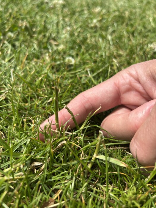 Närbild på gräsmatta med en hand som pekar på grässtrån, varav några är tjockare och hårdare. Gräset syns tydligt mot bakgrund av mer gräs.