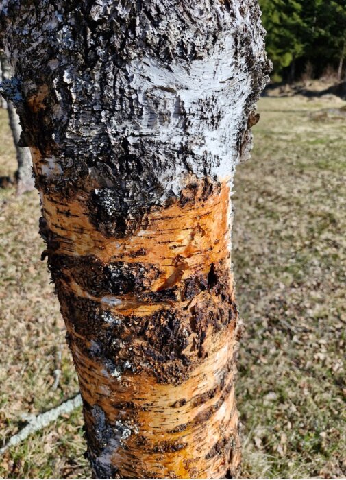 Björk med förändrad och fläckig bark i en trädgårdsmiljö.