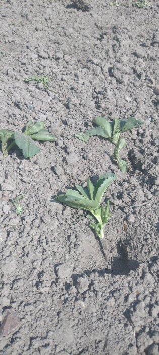 Uppgrävda bondbönaplantor i torr jord, där stjälkar och blad är kvar men bönorna verkar ha blivit uppätna av ett djur.