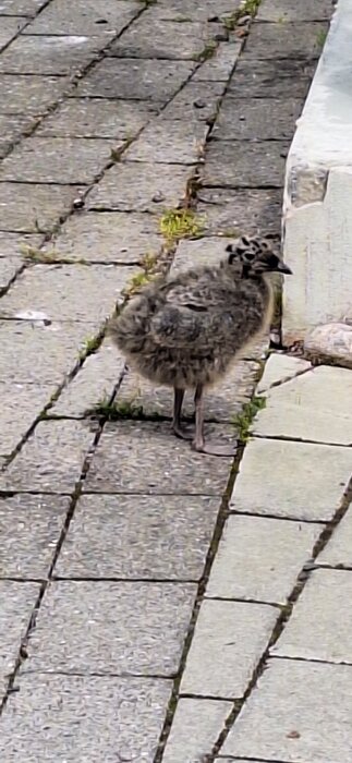 Ung måsfågelunge står ensam på trottoarens stenbeläggning nära en mur.