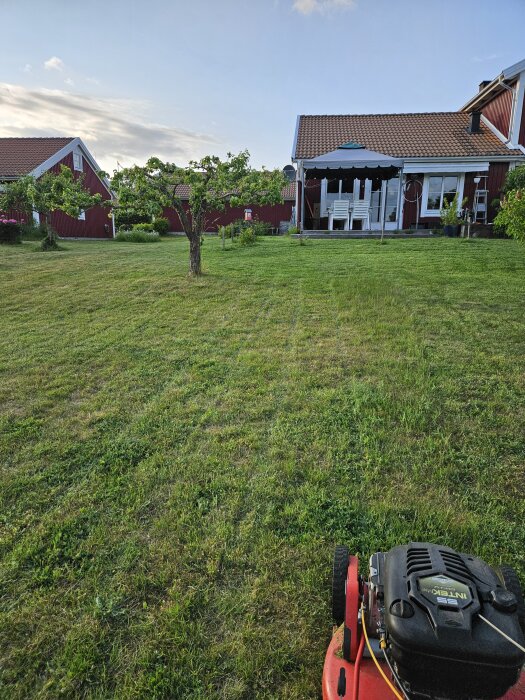 Gräsmatta nyklippt med gräsklippare i förgrunden, rött hus och träd syns i bakgrunden under en klar himmel.
