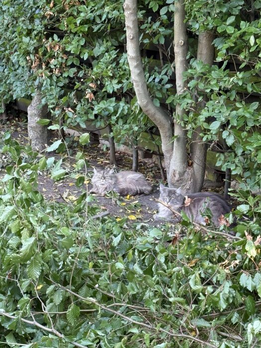 Två katter ligger på marken under en tät häck med gröna och vissa vissna blad.