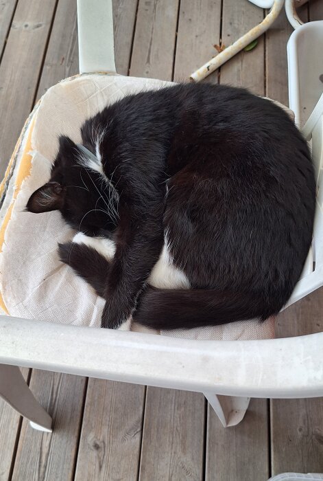 En svartvit katt sover ihoprullad på en stol på en altan.