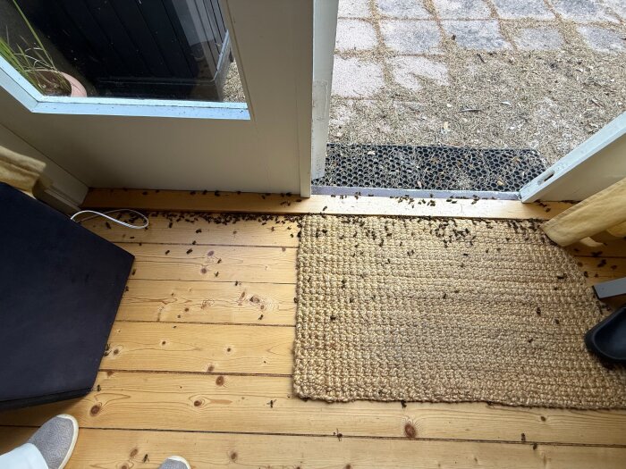 Döda getingar spridda på golvet och en matta vid stugdörren, med ljusinsläpp från en delvis öppen dörr.