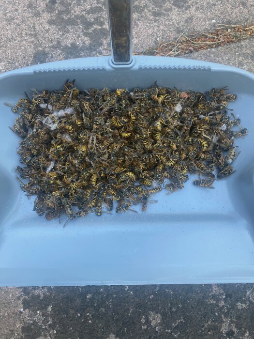 En skyffel fylld med döda getingar samlade efter invasion i en stuga.