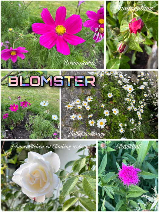 Collage av olika sommarblommor inklusive rosenskära, Flammentanz, jättprästkrage, Schneewittchen och strävklint. Text "Blomster 17 juni 2023".