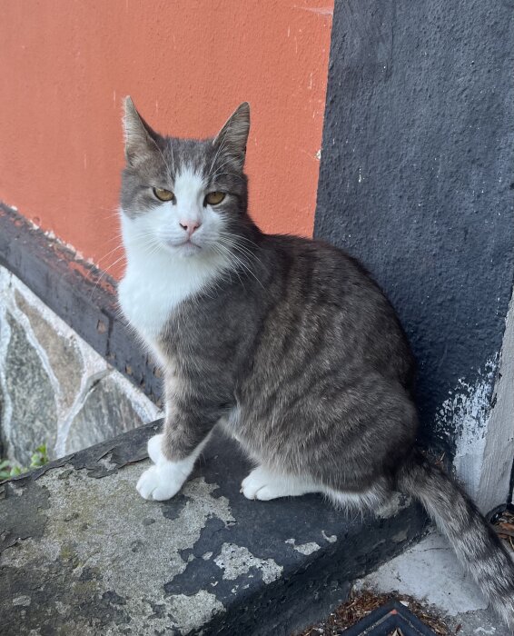 Grå och vit katt sitter på en stenmur bredvid en röd vägg.