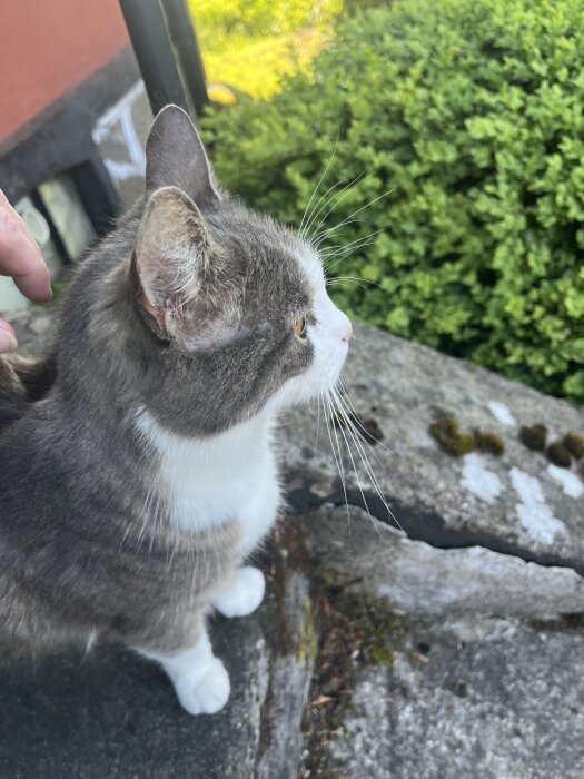 Grå och vit katt blir klappad utomhus på stenbelagd yta med gröna buskar i bakgrunden.