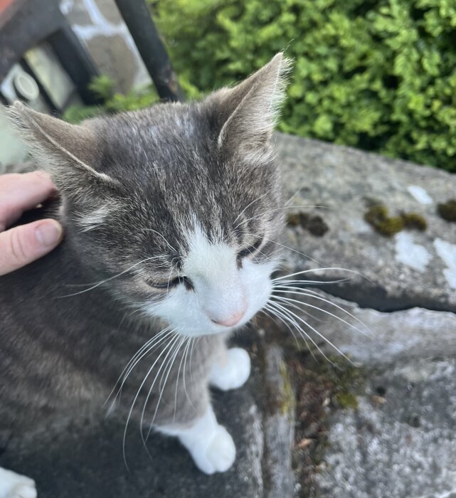 En grå och vit katt blir klappad på ett stengolv utomhus, omgiven av gröna buskar.