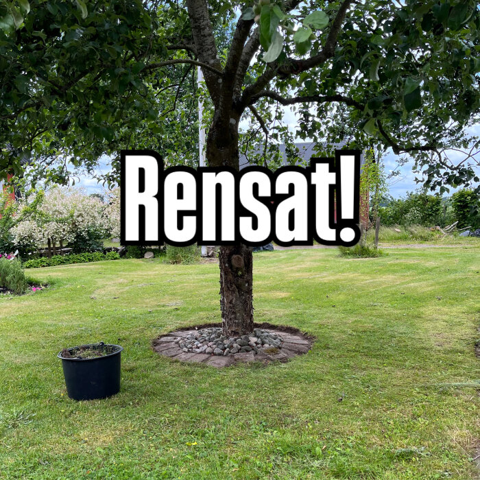 Trädgård med beskuret träd och kruka på gräsmattan, omgiven av gröna växter. Texten "Rensat!" över bilden.