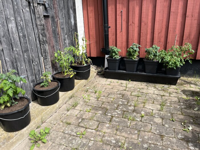 Tomatplantor i krukor mot en trävägg, med fler plantor bredvid, inklusive potatisblomma och rosor, på en stenbelagd uteplats.