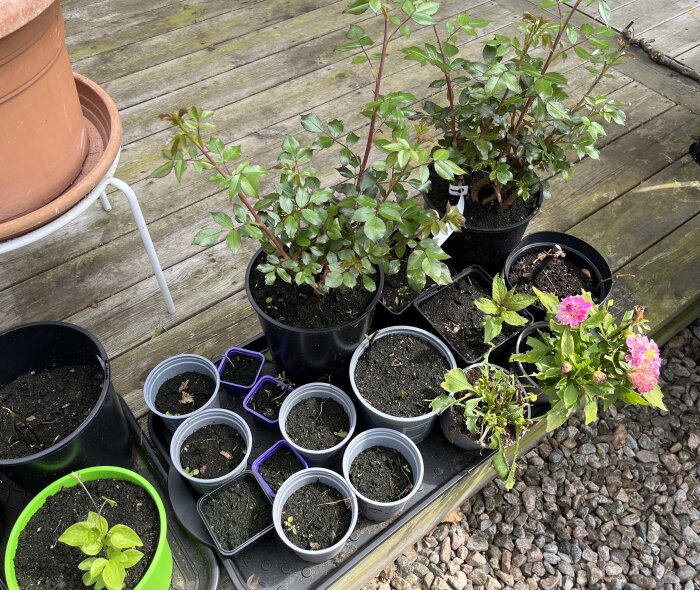 Potted plants on a wooden deck, including roses and various seedlings, with bright pink flowers among them, surrounded by scattered gravel.