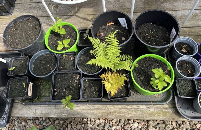 Krukor med olika plantor på en träveranda; synliga är ormbunkar, små gröna plantor och tomatplantor, omgivna av makadam på marken.