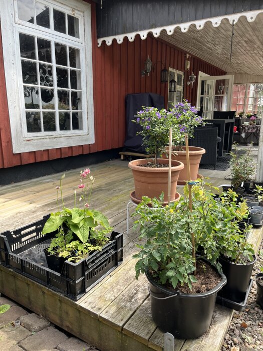 Tomatplantor i kruka på en altan, omgivna av olika växter som potatisblomma och rosor, mot en röd husvägg med stora fönster.