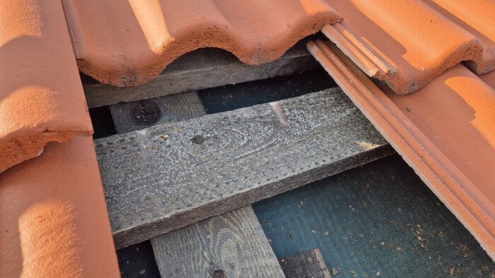 Närbild på takpannor och träregel med tydliga angrepp av påväxt under ett tak.