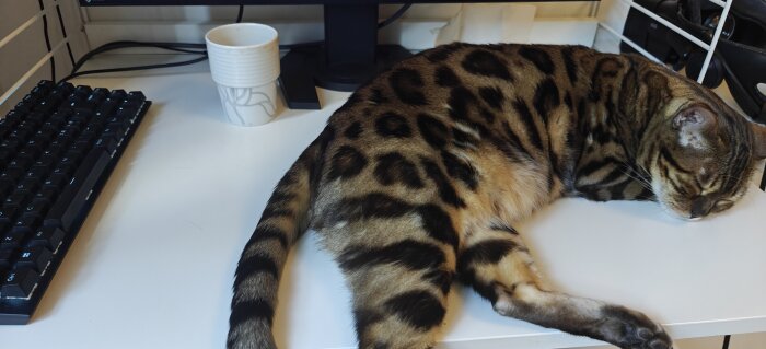 En leopardmönstrad katt sover på ett skrivbord bredvid ett tangentbord och en kaffekopp.