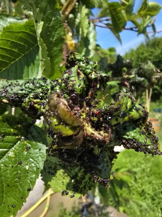 Ett körsbärsträd med blad täckta av små svarta insekter.